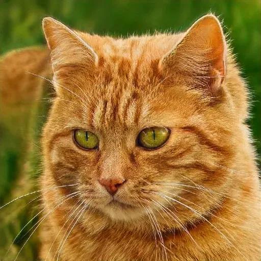 Non Existent Cat